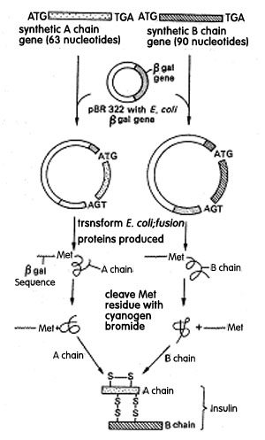 Cheddar Cheese Process